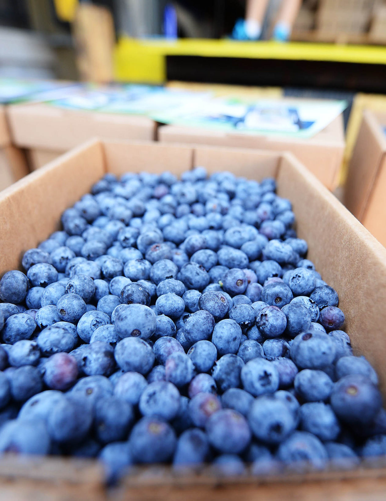 Carlisle Kiwanis club blueberry distribution